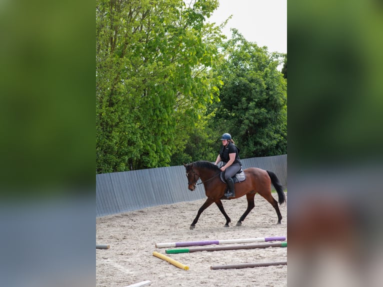 Zweibrucker Caballo castrado 16 años 163 cm Castaño in Mertloch