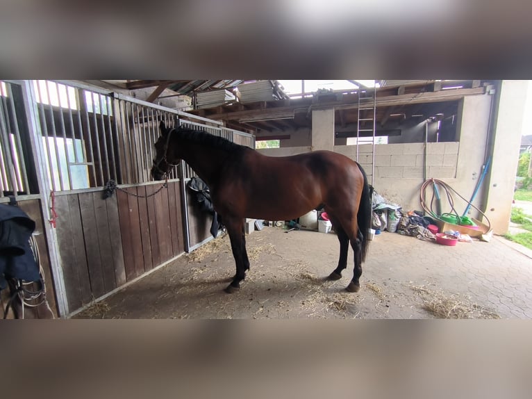 Zweibrucker Caballo castrado 16 años 163 cm Castaño in Mertloch