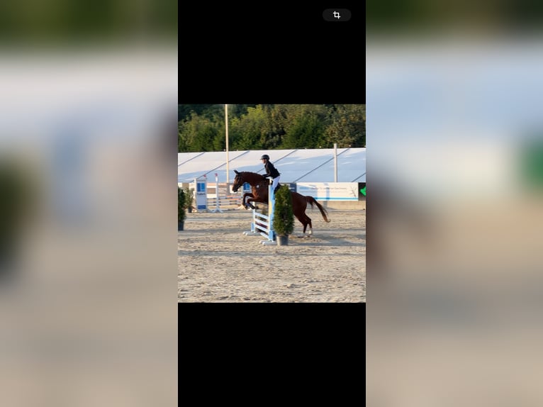 Zweibrucker Caballo castrado 16 años 164 cm Alazán in Saarburg