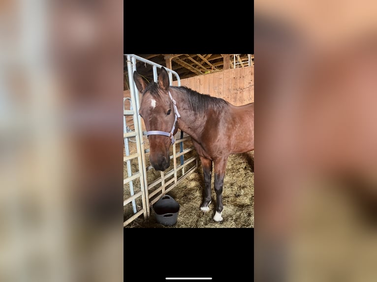 Zweibrucker Caballo castrado 16 años 176 cm Castaño in Spaichingen