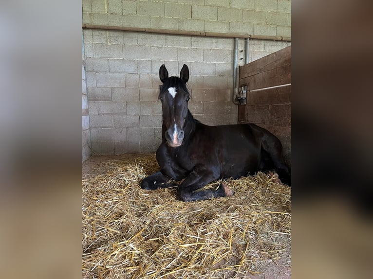 Zweibrucker Caballo castrado 16 años Morcillo in Sulzbachtal