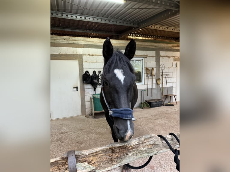 Zweibrucker Caballo castrado 16 años Morcillo in Sulzbachtal