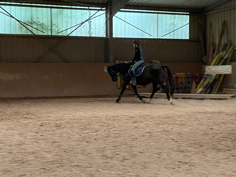 Zweibrucker Caballo castrado 16 años Morcillo in Sulzbachtal