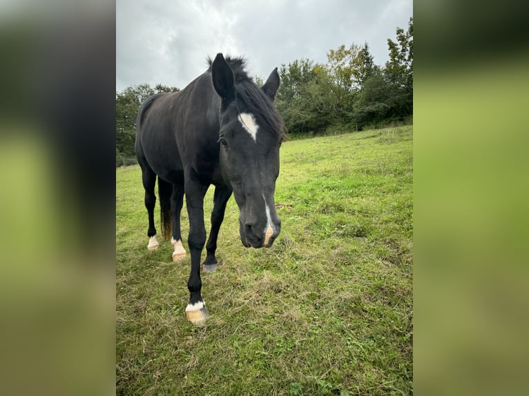 Zweibrucker Caballo castrado 16 años Morcillo in Sulzbachtal