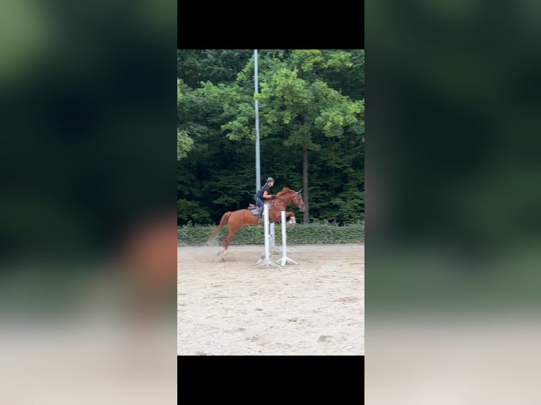 Zweibrucker Caballo castrado 17 años 164 cm Alazán in Saarburg