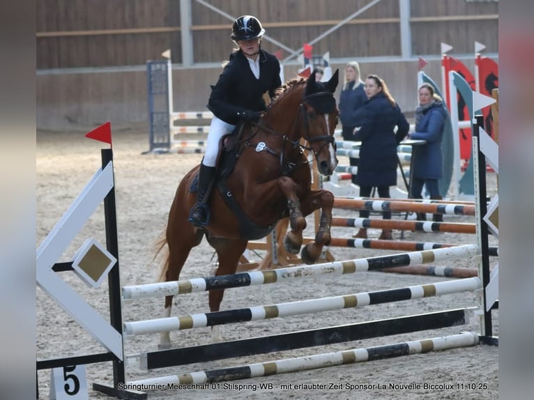 Zweibrucker Caballo castrado 17 años 164 cm Alazán in Saarburg