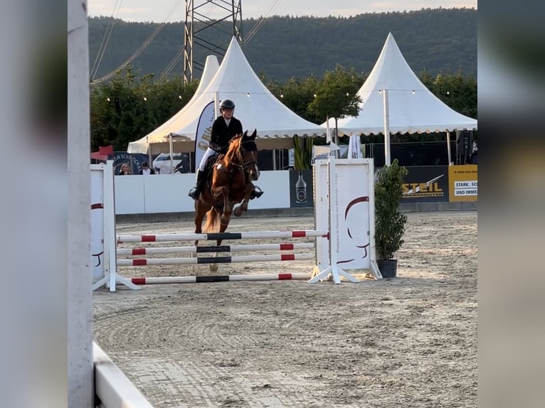 Zweibrucker Caballo castrado 17 años 164 cm Alazán in Saarburg
