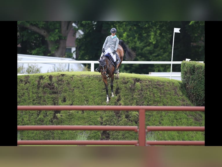 Zweibrucker Caballo castrado 17 años 167 cm Castaño in Haldensleben