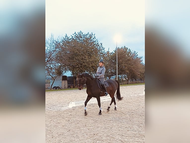 Zweibrucker Caballo castrado 17 años 168 cm Castaño oscuro in Alzey