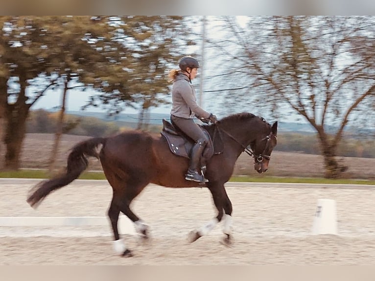 Zweibrucker Caballo castrado 17 años 168 cm Castaño oscuro in Alzey