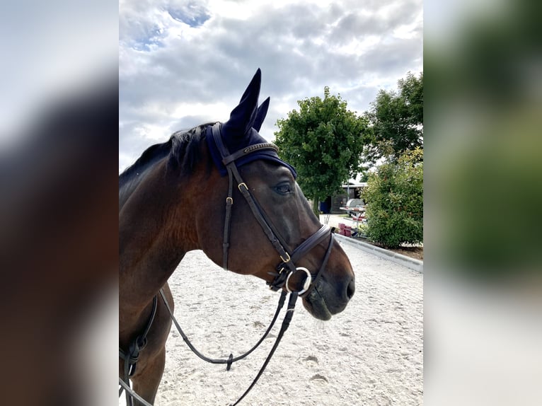 Zweibrucker Caballo castrado 17 años 168 cm Castaño oscuro in Alzey