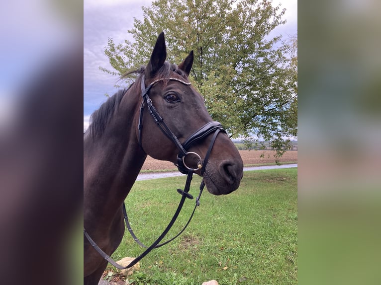 Zweibrucker Caballo castrado 17 años 168 cm Castaño oscuro in Alzey