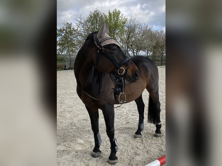 Zweibrucker Caballo castrado 17 años 168 cm Castaño oscuro in Alzey