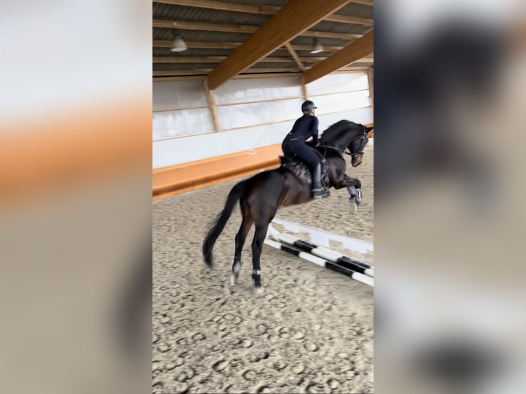 Zweibrucker Caballo castrado 17 años 168 cm Castaño oscuro in Alzey