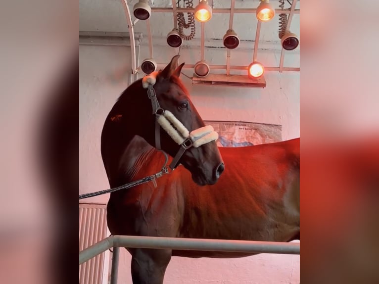 Zweibrucker Caballo castrado 18 años 172 cm Castaño oscuro in Würzburg