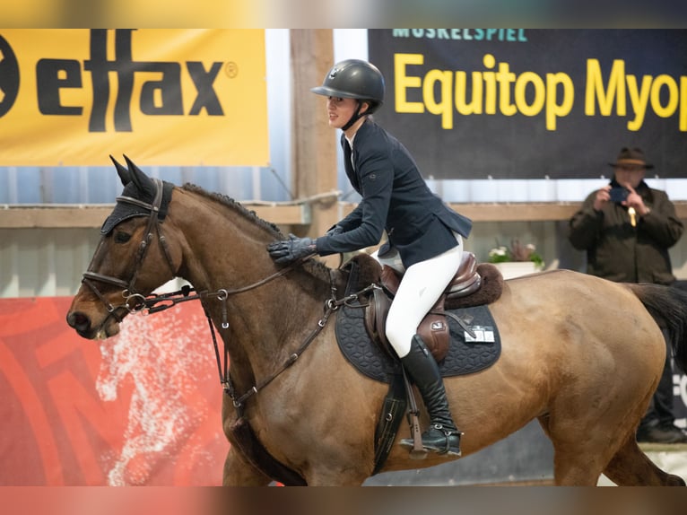 Zweibrucker Caballo castrado 18 años 180 cm Castaño oscuro in Ratekau