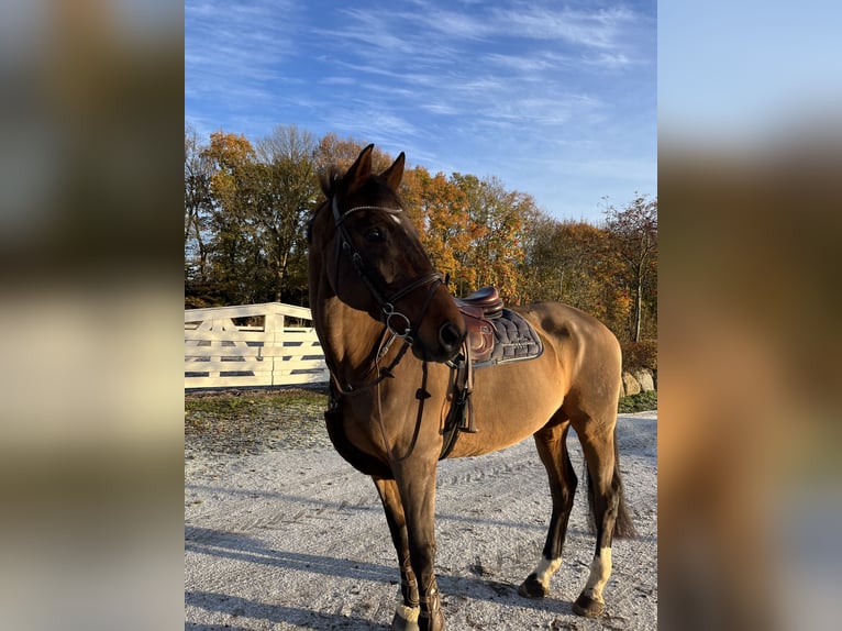 Zweibrucker Caballo castrado 18 años 180 cm Castaño oscuro in Ratekau