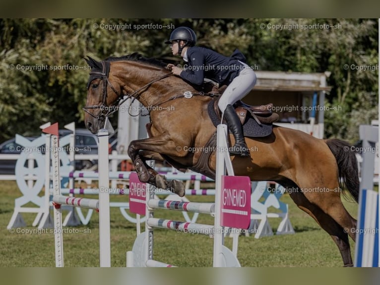 Zweibrucker Caballo castrado 18 años 180 cm Castaño oscuro in Ratekau