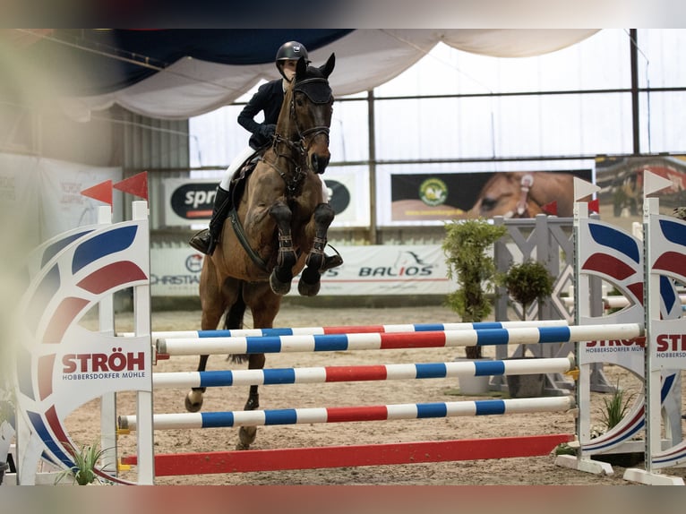 Zweibrucker Caballo castrado 18 años 180 cm Castaño oscuro in Ratekau