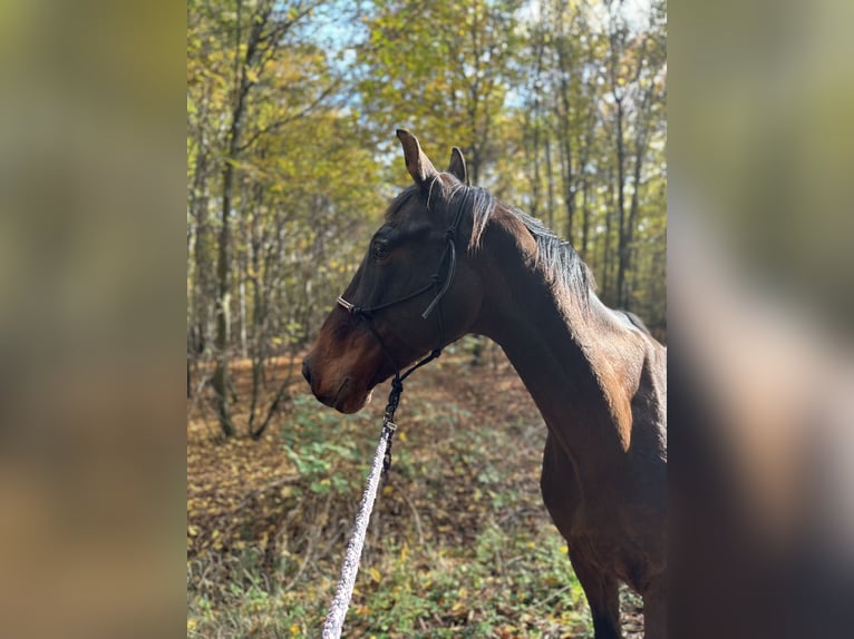 Zweibrucker Caballo castrado 19 años 172 cm Castaño oscuro in W&#xFC;rzburg