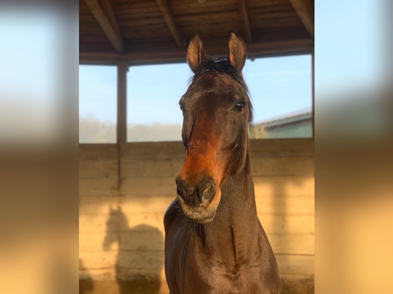 Zweibrucker Caballo castrado 19 años 172 cm Castaño oscuro in W&#xFC;rzburg