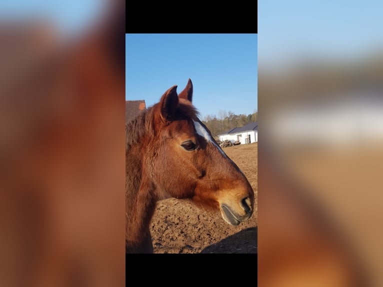 Zweibrucker Caballo castrado 21 años 165 cm Alazán-tostado in Heilsbronn