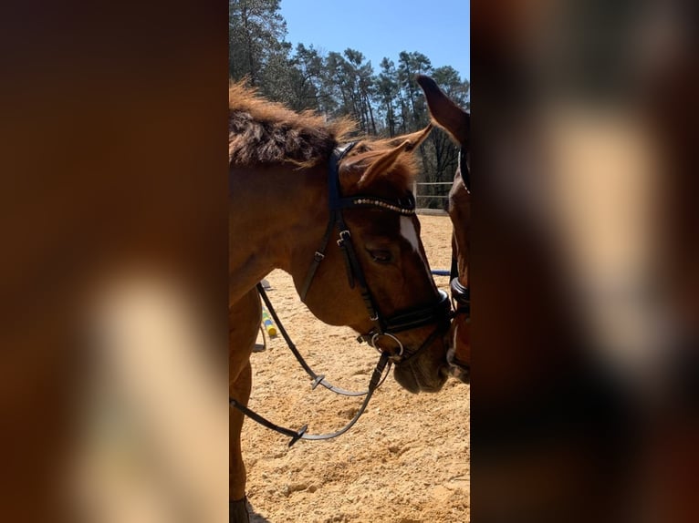 Zweibrucker Caballo castrado 21 años 165 cm Alazán-tostado in Heilsbronn