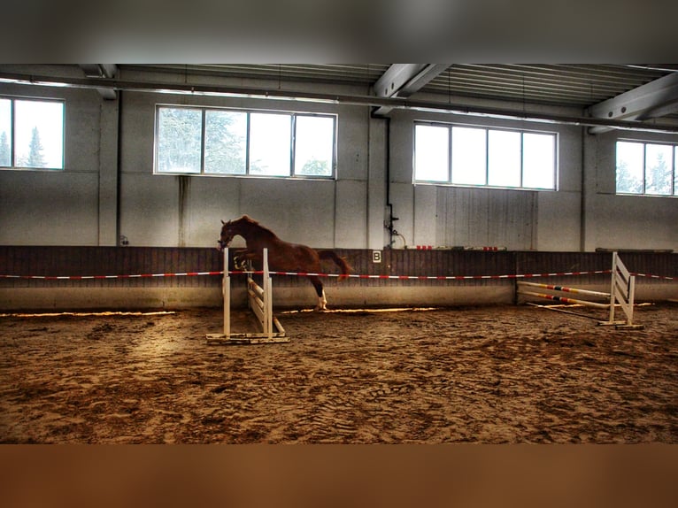 Zweibrucker Caballo castrado 2 años 168 cm Alazán in Pirmasens