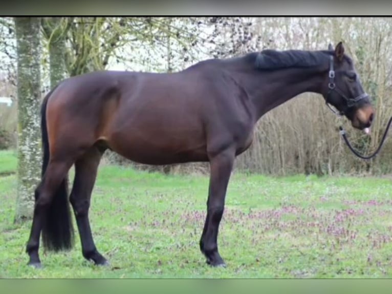Zweibrucker Caballo castrado 5 años 168 cm Castaño oscuro in Offenbach