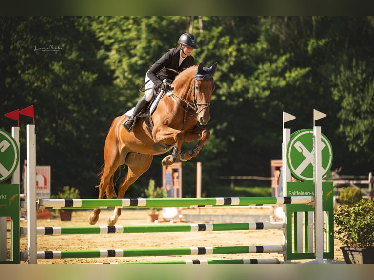 Zweibrucker Caballo castrado 5 años 170 cm Alazán in Nettetal