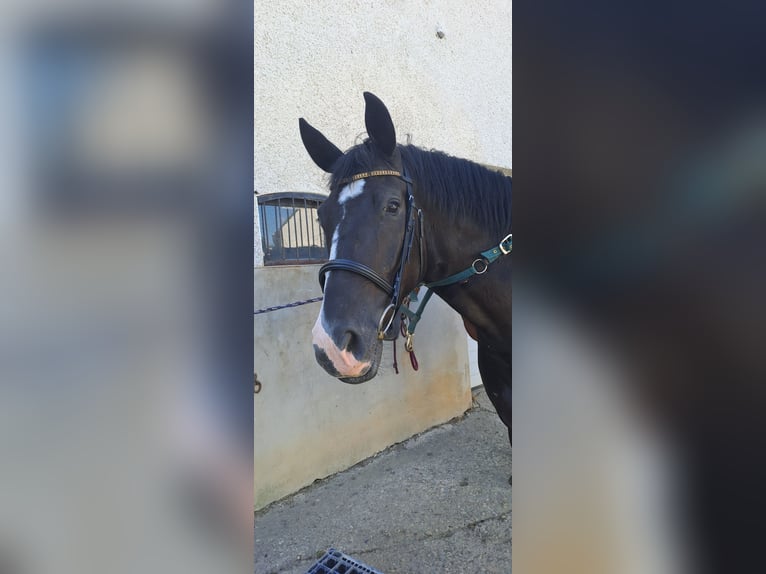 Zweibrucker Caballo castrado 5 años 174 cm Negro in Montabaur