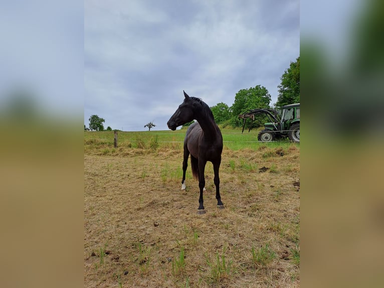 Zweibrucker Caballo castrado 5 años 174 cm Negro in Montabaur