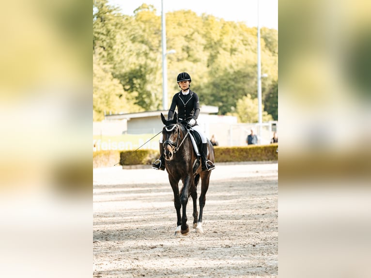 Zweibrucker Caballo castrado 6 años 172 cm Castaño oscuro in Morscheid