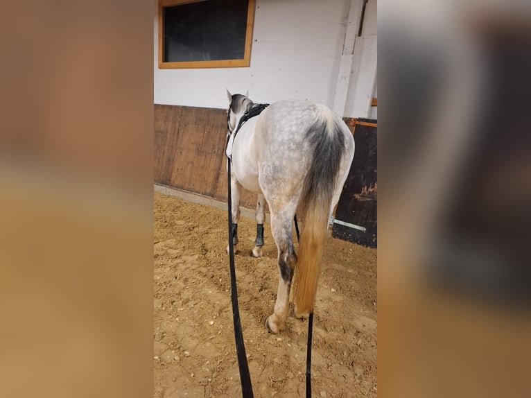Zweibrucker Yegua 12 años 160 cm Tordo in HünstettenHünstetten