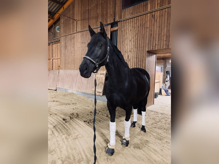 Zweibrucker Yegua 12 años 163 cm Negro in Pirmasens