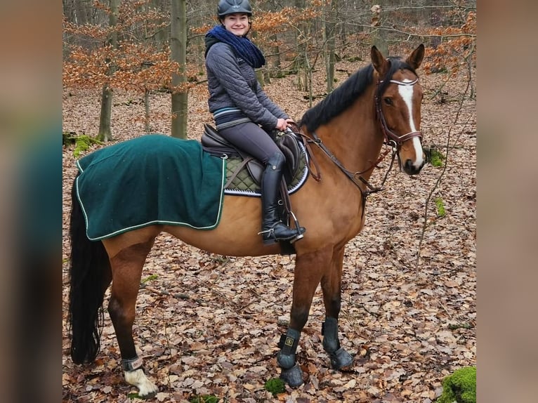 Zweibrucker Yegua 13 años 168 cm Castaño in Kirchheimbolanden