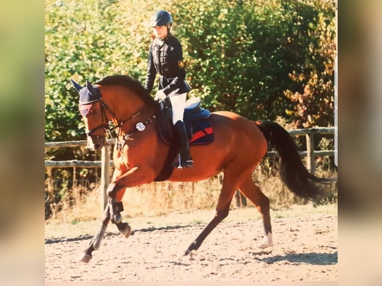 Zweibrucker Yegua 13 años 168 cm Castaño in Kirchheimbolanden