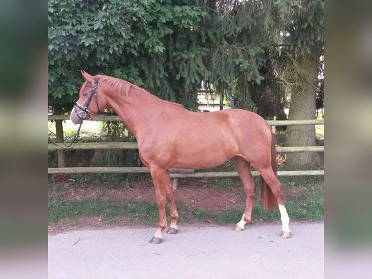 Zweibrucker Yegua 14 años 167 cm Alazán in Hetzerath