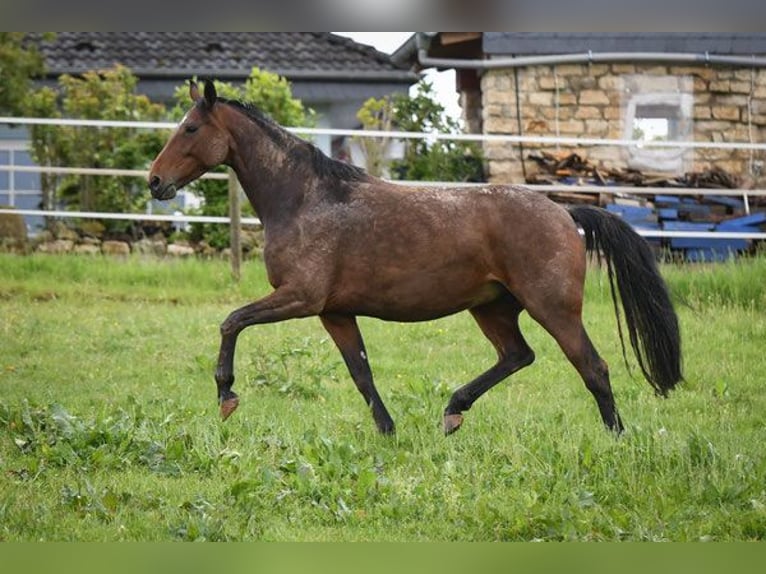 Zweibrucker Yegua 14 años 170 cm Castaño in Hetzerath