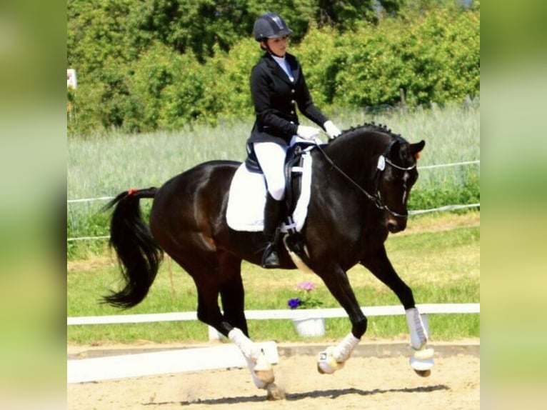 Zweibrucker Yegua 16 años 165 cm Morcillo in Hofheim am Taunus