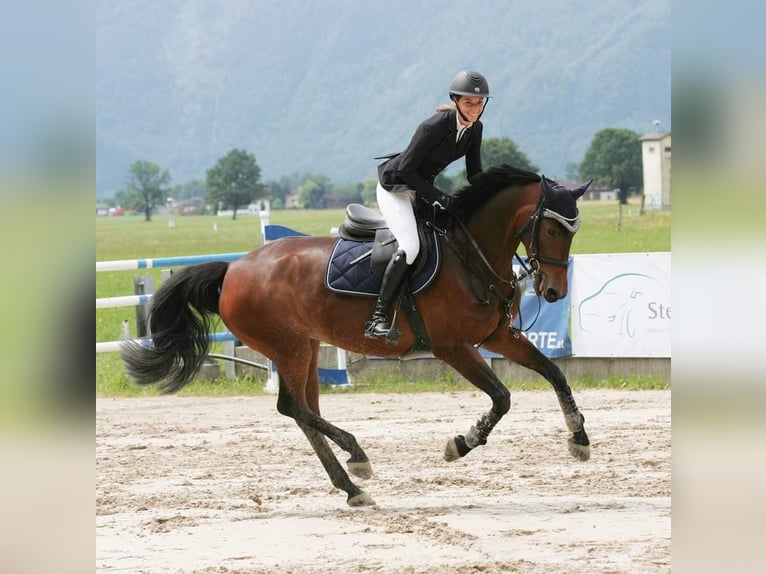 Zweibrucker Yegua 17 años 160 cm Castaño in Traunreut