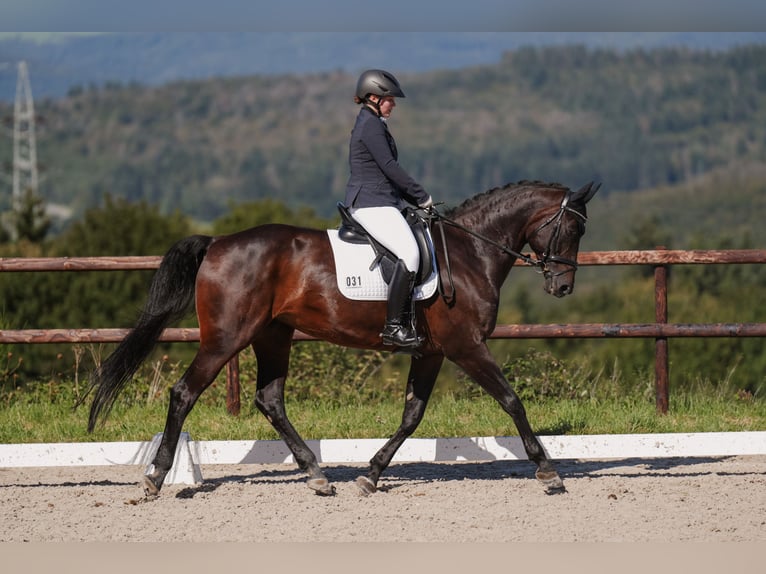 Zweibrucker Yegua 17 años 173 cm Castaño oscuro in Trier