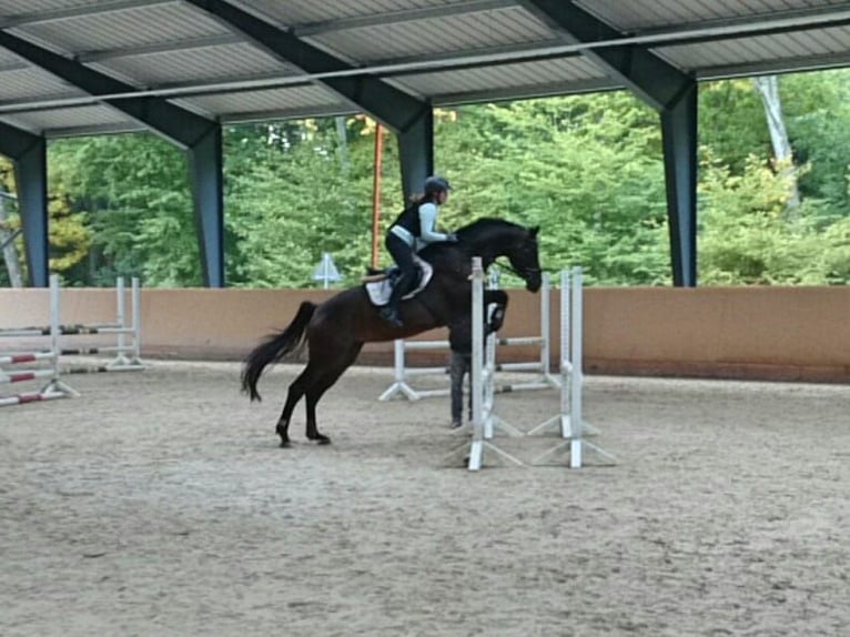 Zweibrucker Yegua 17 años 173 cm Castaño oscuro in Trier