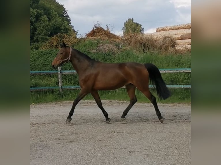 Zweibrucker Yegua 18 años 160 cm Castaño in Traunreut