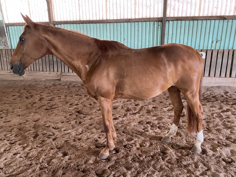 Zweibrucker Yegua 23 años 164 cm Alazán in Dietzenbach