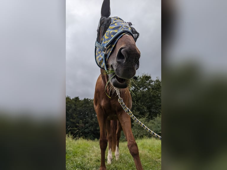 Zweibrucker Yegua 23 años 164 cm Alazán in Dietzenbach