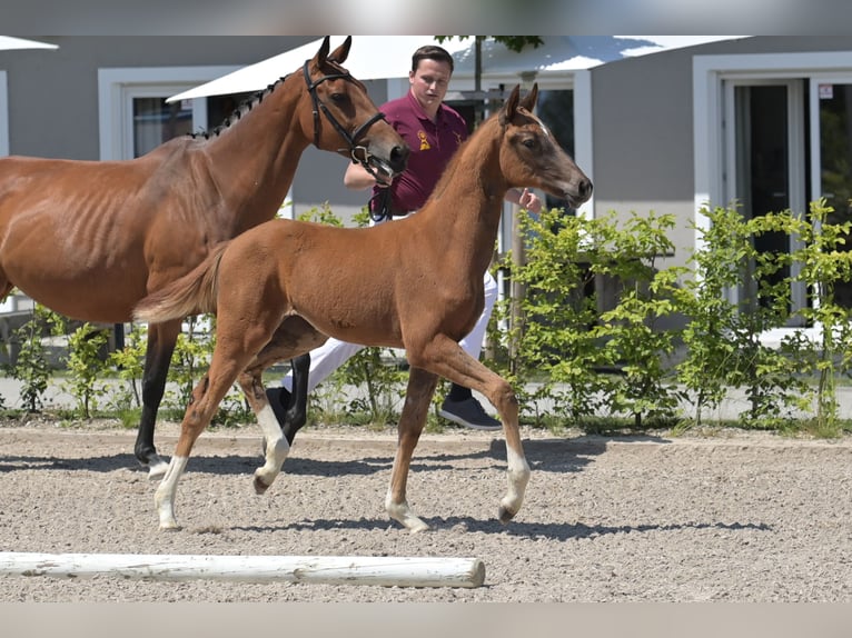 Zweibrucker Yegua Potro (03/2025) 170 cm Alazán-tostado in Neupotz