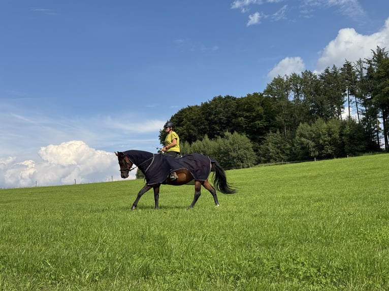Zweibrückens Étalon 17 Ans 180 cm Bai in Lindlar