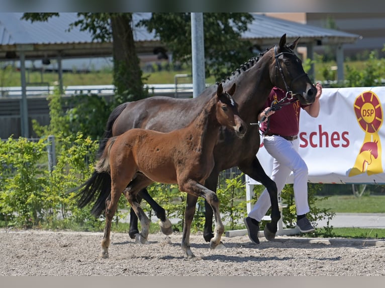 Zweibrückens Étalon 1 Année 170 cm Bai brun in Neupotz