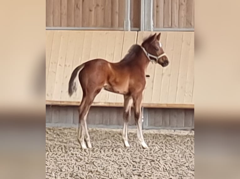 Zweibrückens Étalon 1 Année Bai in Neupotz